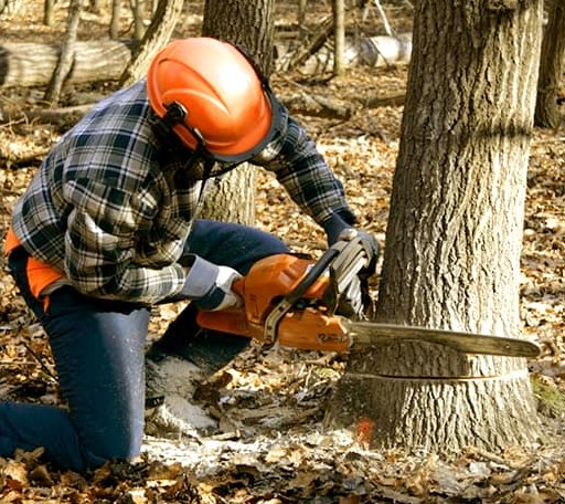 Tree Removal in Chireno, TX